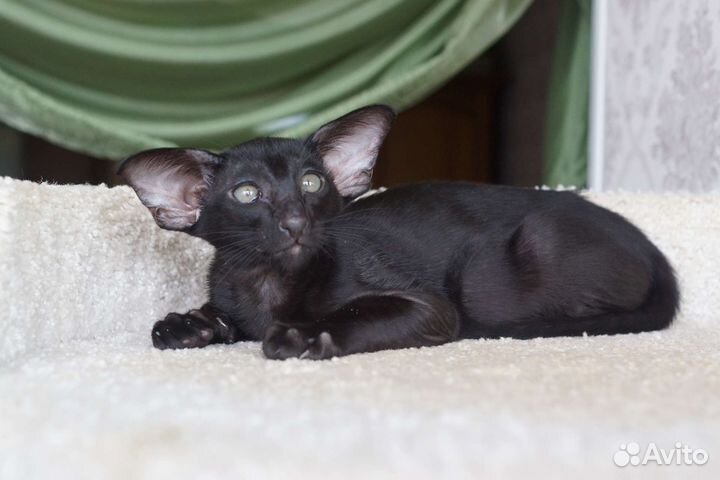 Ориентальный котик