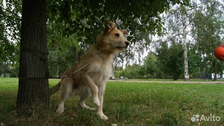 Барни ищет дом