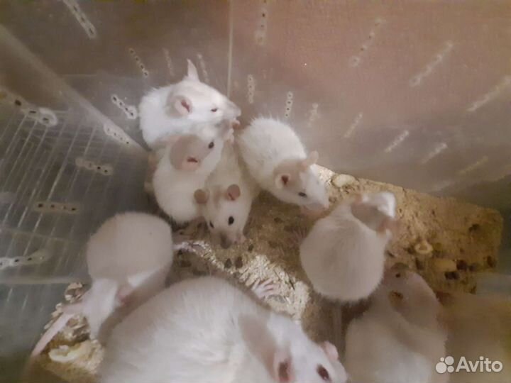 Крысята