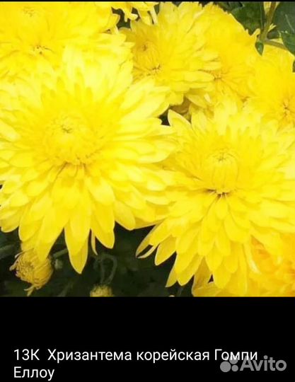 Корейская хризантема