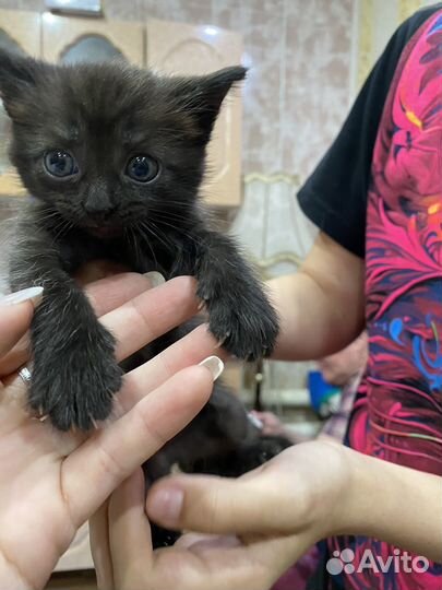 Шотландская вислаухие не чистокровные