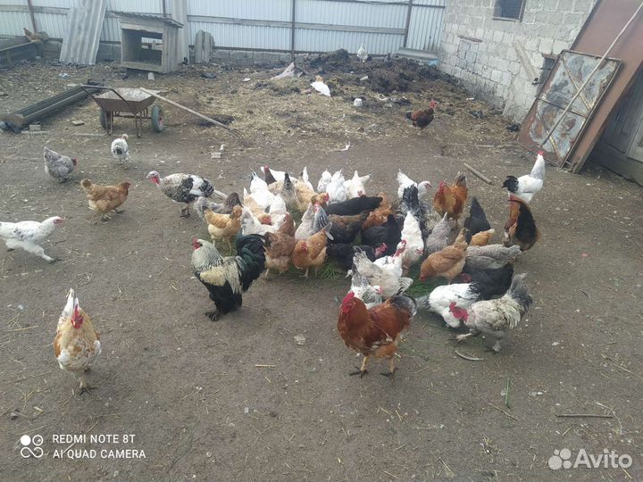 Куры питухи