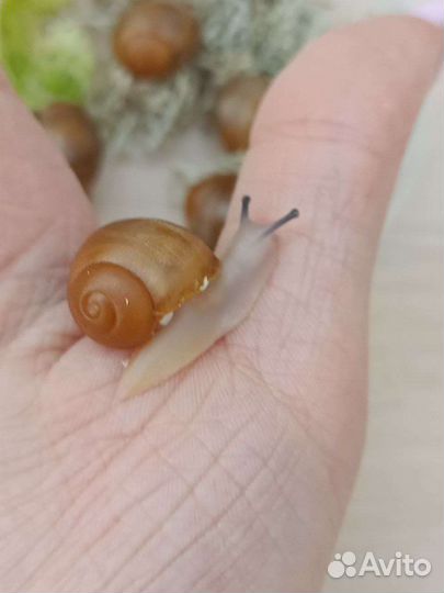Улитки архахатины маргината овум. Гигантские