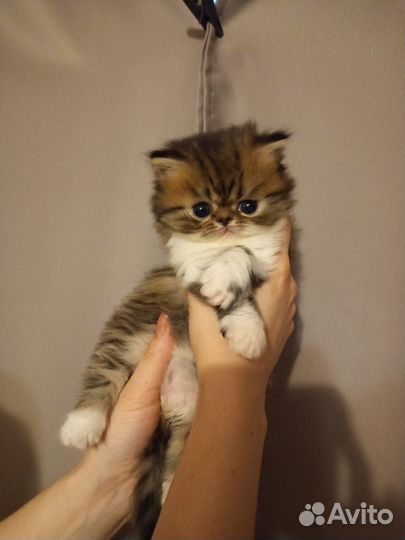 Персидские котята