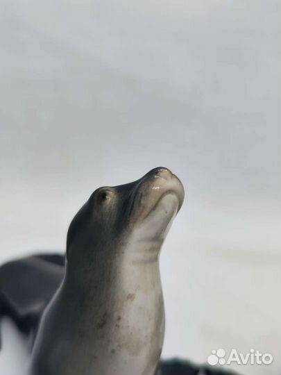 Пара Тюленей, лфз