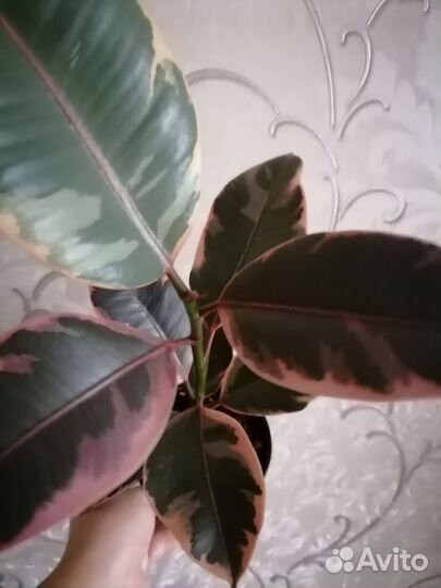 Фикусы сортовые