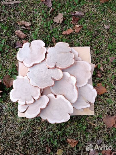 Набор спилов можжевельника для декора и творчества