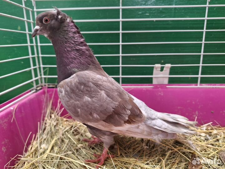 Голуби бойные