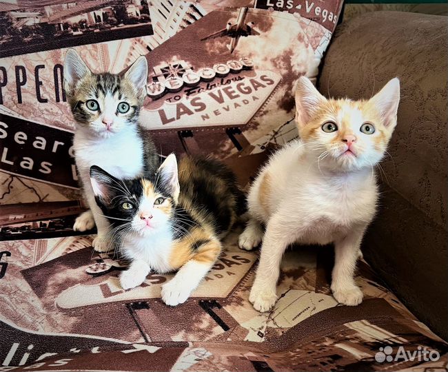 Очаровательные котята в добрые руки