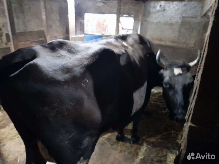 Корова дойная