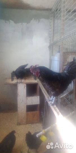 Продам петухов ухейилюй