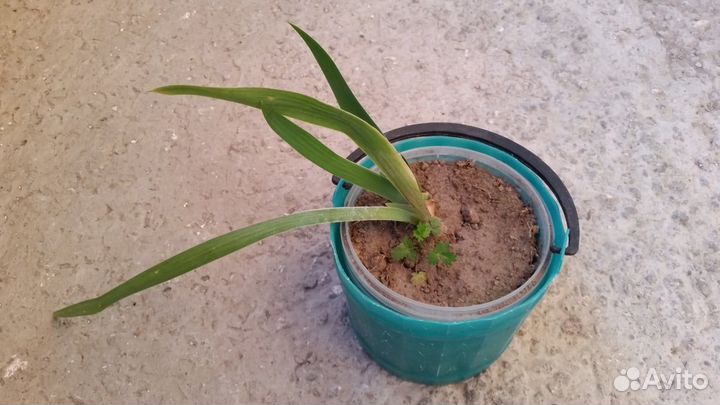 Традесканция - саженцы обменяю или продам