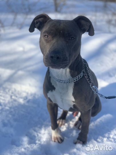 Американский питбультерьер вязка