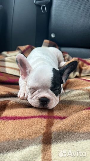 Французский бульдог щенок