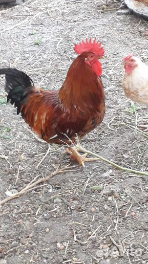 Петух красный