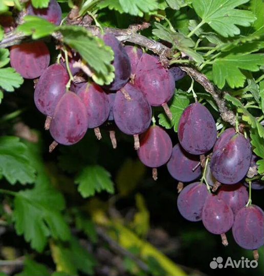 Саженцы крыжовника