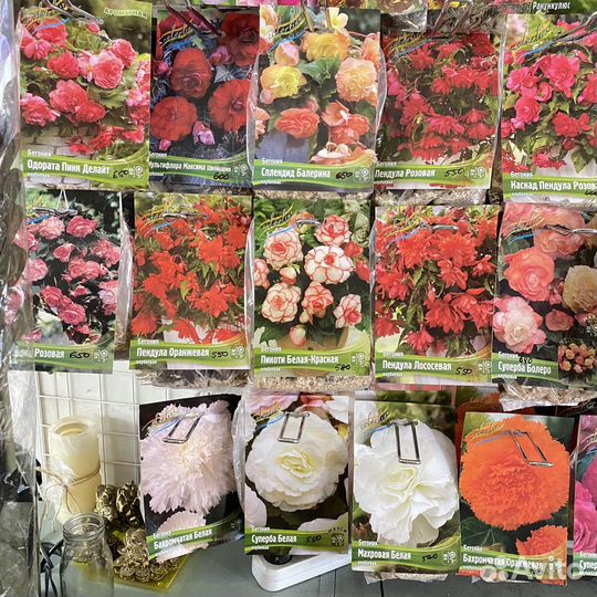 Клубневые бегонии