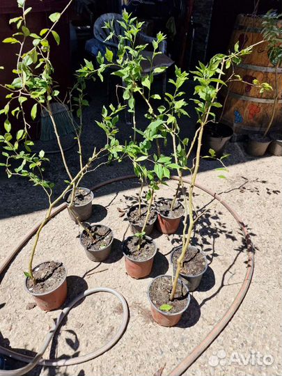 Саженцы Кудрания,клубничное дерево