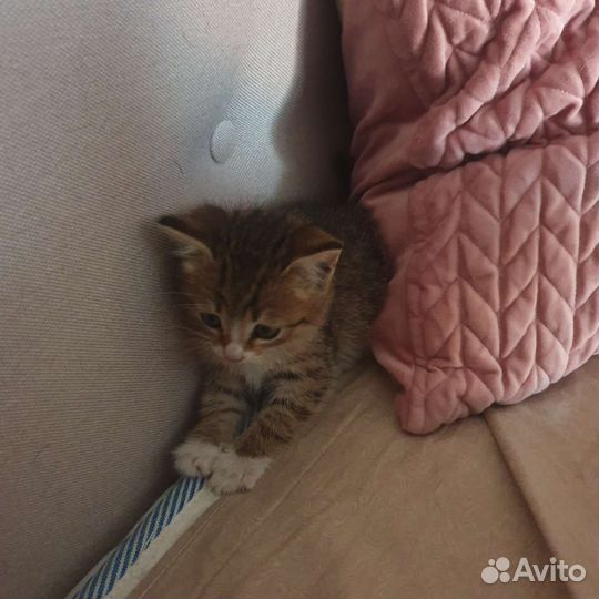 Кошка в дар