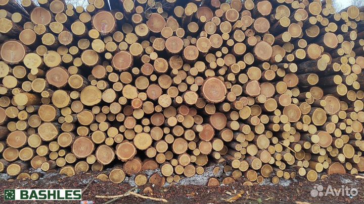 Лес кругляк лиственница