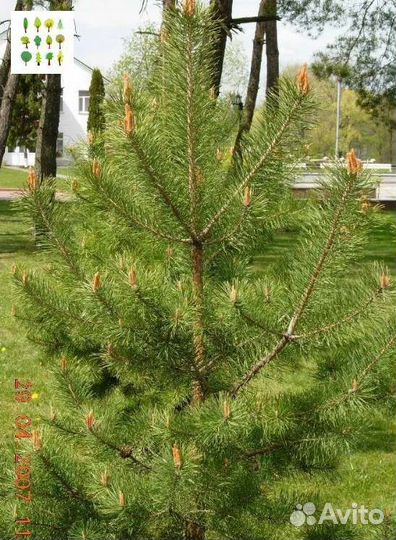 Саженцы сосна
