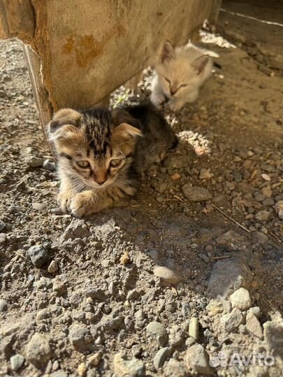 Котята в добрые руки приучены к лотку