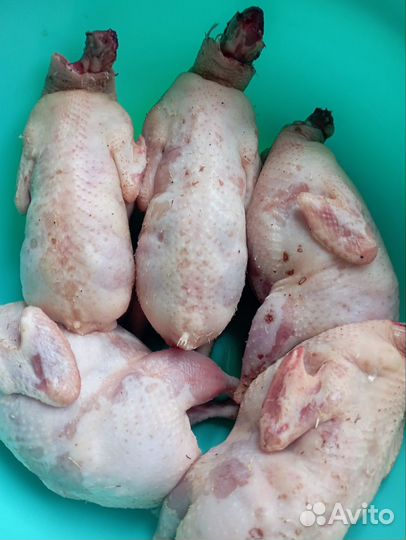 Перепелята