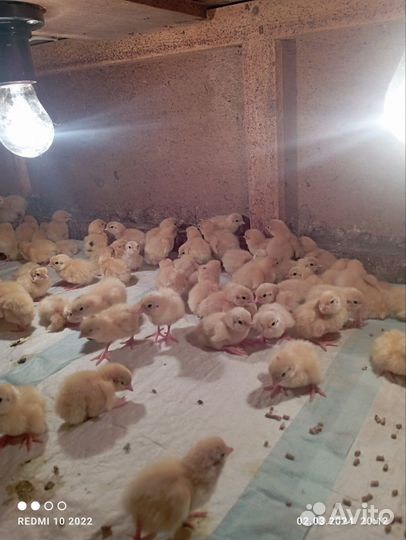 Перепелята