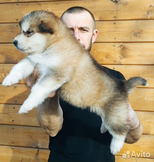 Аляскинский маламут щенки
