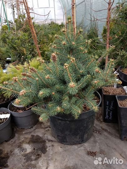 Ель Руби Тиадропс