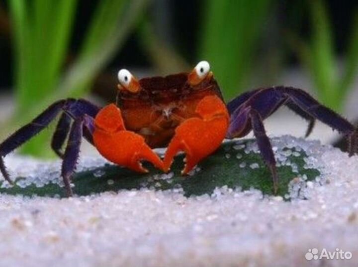 Мелкие крабики для аквариума и террариума