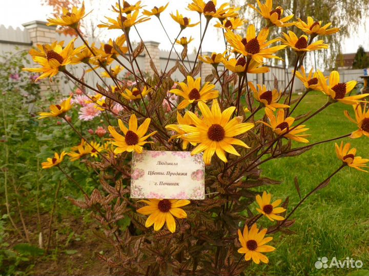 Гелиопсис 2 видов