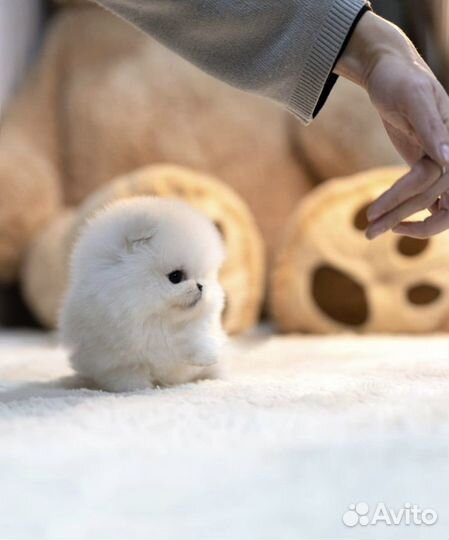 Роскошный микро померанский шпиц