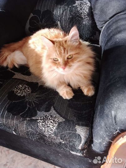 Кошка в дар