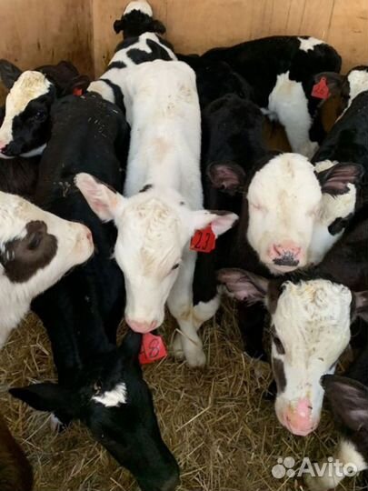 Телята бычки