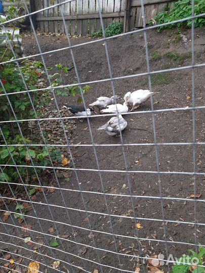 Индоутка мускусная