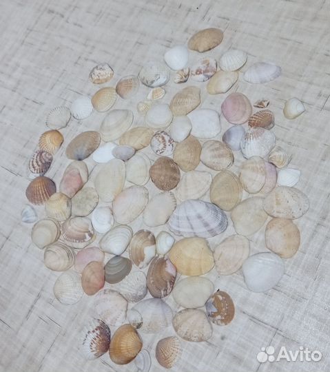 Морские ракушки (Турция, Тайланд)