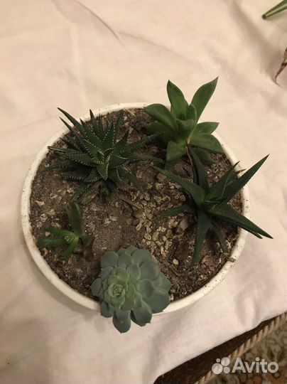 Цветы (садик)