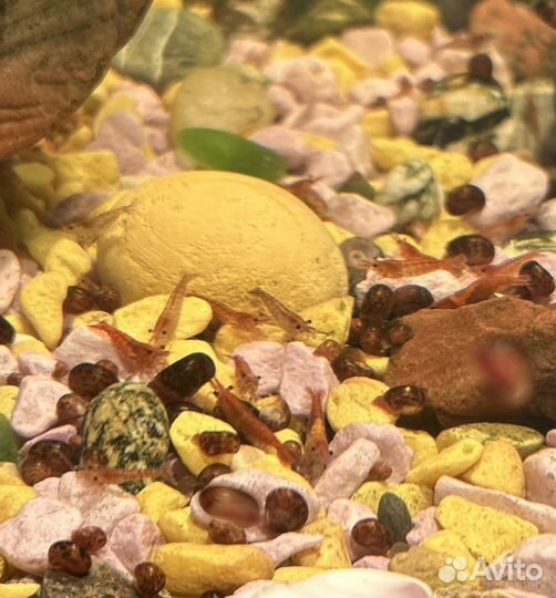 Аквариумные креветки вишни