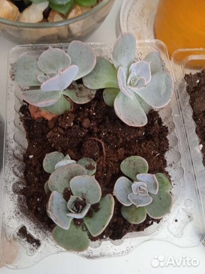 Суккулент детки