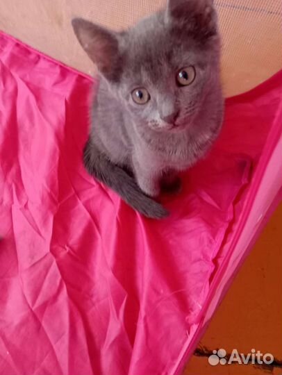 Три сестрёнки от кошки крысоловкиКошка