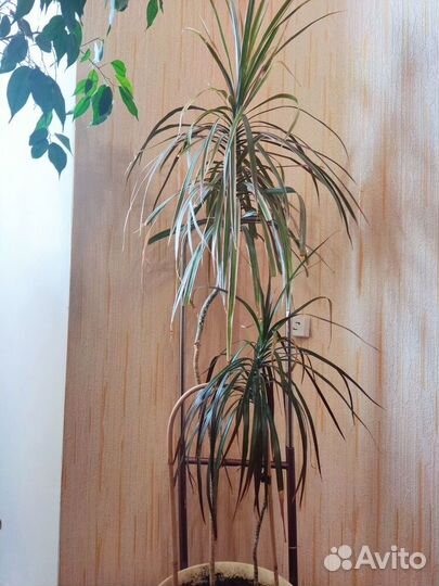 Комнатные растения цветы