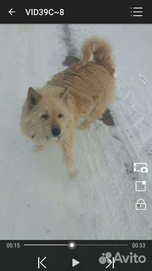 Собака на охрану