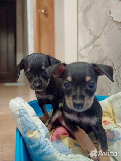 Мини той-терьер