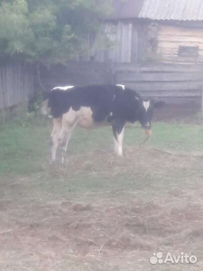 Лошади и бычок