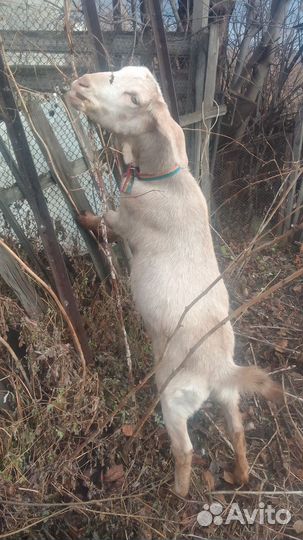 Продам козу