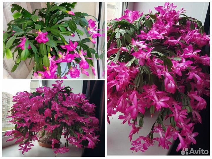 Пасхальник бакли