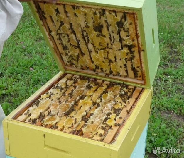 Горный мёд,майский,рамки,соты разнотравье мед