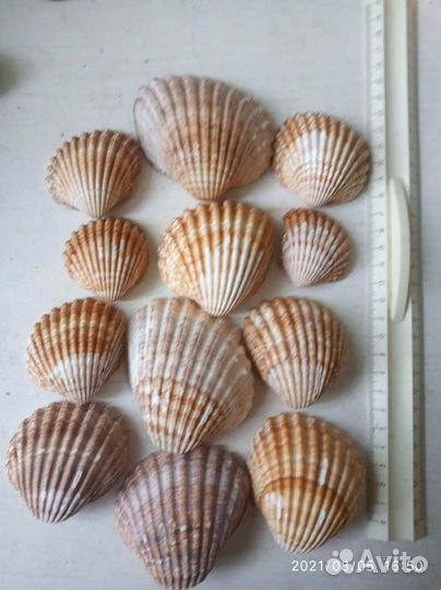 Ракушки Атлантики