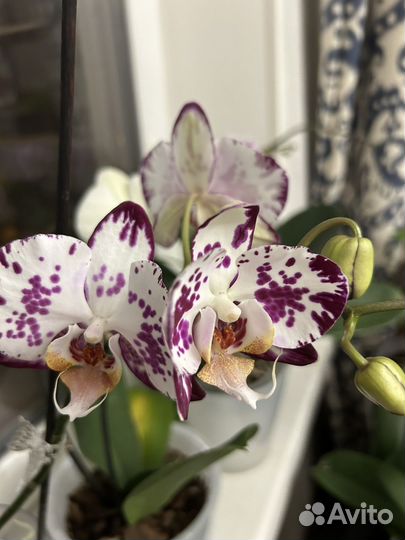 Орхидея фаленопсис биг лип